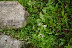 Valeriana himalayana